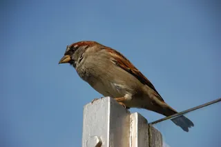 鸟，动物世界，动物，自然，斯珀林，一个动物，动物主题，野生动物