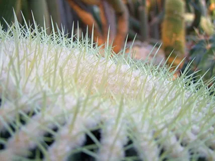仙人掌,仙人掌科,仙人掌温室,多刺,绿色,白色,自然,植物 仙人掌,仙人掌科,仙人掌温室,多刺,绿色,白色,自然,植物