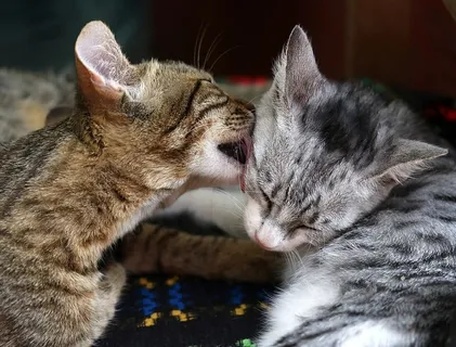 猫,爱,两个,玩耍,猫,动物,在一起,可爱 猫,爱,两个,玩耍,猫,动物,在一起,可爱