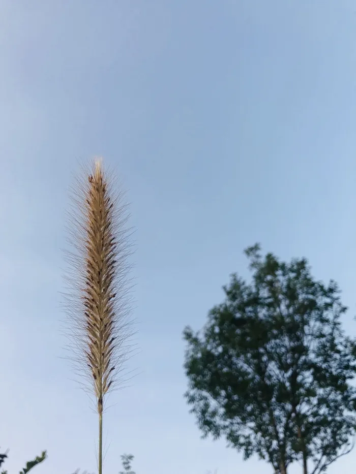 保加利亚，比较，自然，天空，小麦，黄色，绿色