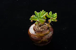 植物，园艺，肉质，盆栽植物，自然，生长，叶子，绿色