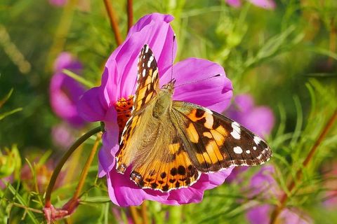 蝴蝶拜访一朵粉红色的宇宙之花。