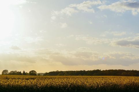 农业、农村、农田、黎明、庄园、秋天、农场、田地