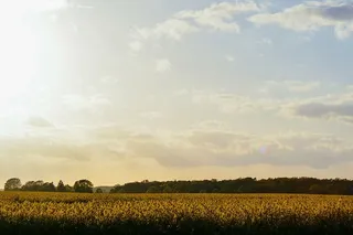 农业、农村、农田、黎明、庄园、秋天、农场、田地