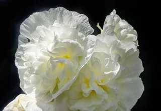 冬青树，双冬青树，alcea charters，观赏植物，花，花瓣，一年生，半年生