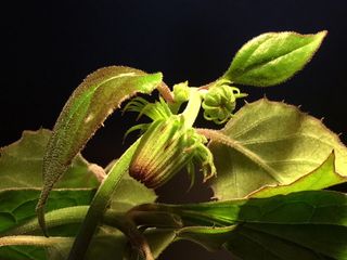 芽，绿色，自然，花园，花，花，粉色花瓣，粉色