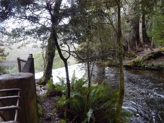 澳大利亚，国家公园，山地国家公园，瀑布，树木，森林，树木，植物