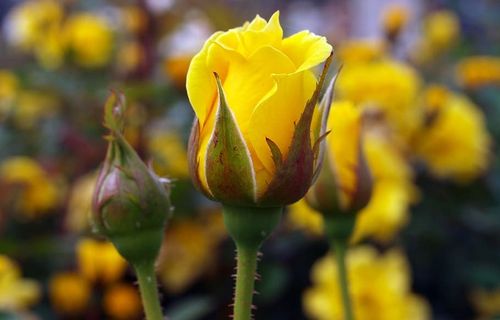 花，自然，植物，花园，玫瑰，花蕾，开花植物，自然之美
