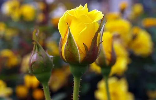 花,自然,植物,花园,玫瑰,花蕾,开花植物,自然之美 花,自然,植物,花园,玫瑰,花蕾,开花植物,自然之美