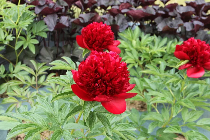 自然, 花, 花园, 植物, 夏天, 牡丹, 红花, 红