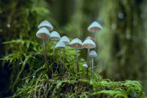 白色真菌 白色真菌