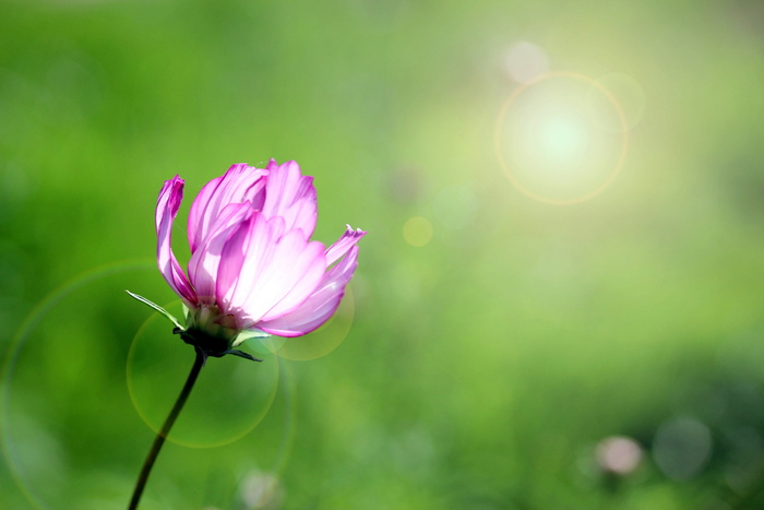 cosmea，cosmos bipinnatus，Cosmo，kosmee，装饰植物，装饰花，schnittblume，背光