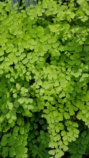 植物区系,叶子,生长,自然,新鲜,绿色,新鲜,植物 植物区系,叶子,生长,自然,新鲜,绿色,新鲜,植物