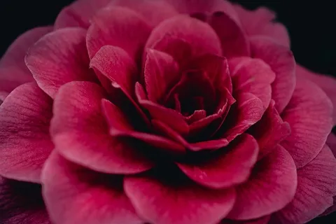 红花特写摄影 红花特写摄影