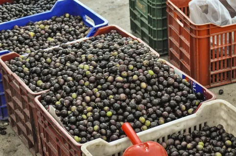 西班牙、希腊、橄榄、市场、蔬菜市场、市场、数量、食用 西班牙、希腊、橄榄、市场、蔬菜市场、市场、数量、食用