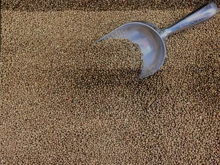 蛾类、豆类、配料、豆类、扁豆、生的、干的、生的