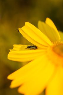 希腊, 阿利莫斯, 帕尼山, 花, 植物, 春天, 自然之美, 非城市场景