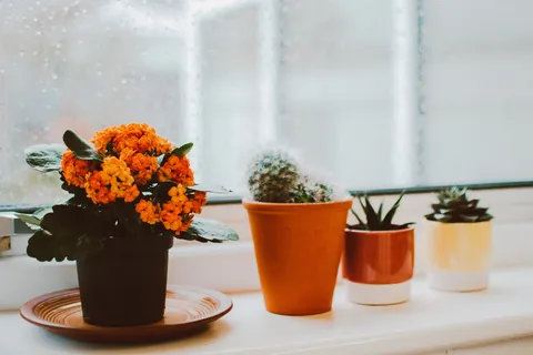 室内植物照片 室内植物照片