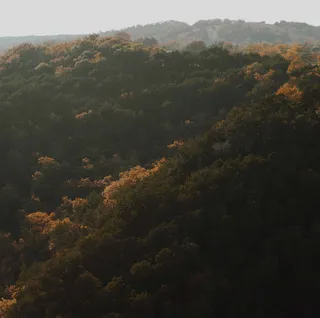 11月，树，森林，山，植物，风景——自然，自然之美，宁静