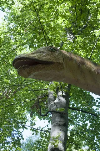 自然，树木，木材，公园，树叶，动物，户外，夏天