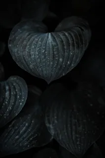 植物, 爬行动物, 动物, 蛇, 开花, 花, 叶子, 自然 植物, 爬行动物, 动物, 蛇, 开花, 花, 叶子, 自然