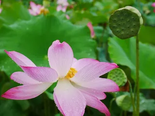 植物，莲花，雨，湖北，武汉，花，开花植物，自然之美