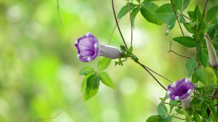 紫色、花朵、绿色、树叶、牵牛花、植物、藤蔓、大自然之美