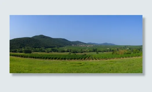 葡萄园,全景,自然,景观,德国,葡萄酒之路,葡萄酒,葡萄酒种植 葡萄园,全景,自然,景观,德国,葡萄酒之路,葡萄酒,葡萄酒种植