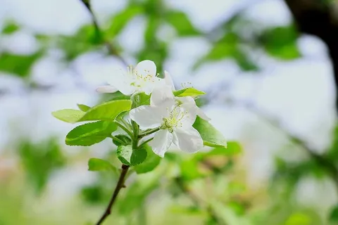 苹果花,天然,植物,花,开花植物,脆弱,新鲜,自然之美 苹果花,天然,植物,花,开花植物,脆弱,新鲜,自然之美