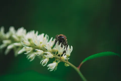 蜜蜂,昆虫,动物,无脊椎动物,蜜蜂科,蜜蜂,植物,花 蜜蜂,昆虫,动物,无脊椎动物,蜜蜂科,蜜蜂,植物,花