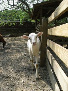 绵羊、牧场、宠物、生物、fermat、牲畜、哺乳动物、动物主题