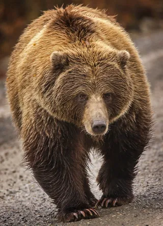 熊，灰熊，自然，动物，哺乳动物，野生动物，捕食者，毛皮