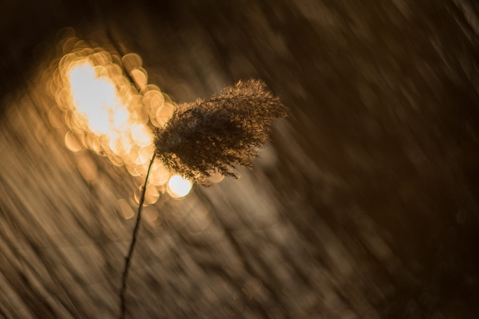 精选，聚焦摄影，花朵，聚焦，摄影，日落，抽象，抽象背景