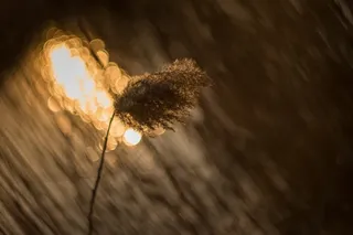 精选，聚焦摄影，花朵，聚焦，摄影，日落，抽象，抽象背景