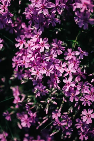 粉红色的花在春天盛开