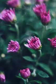 菊花 菊花