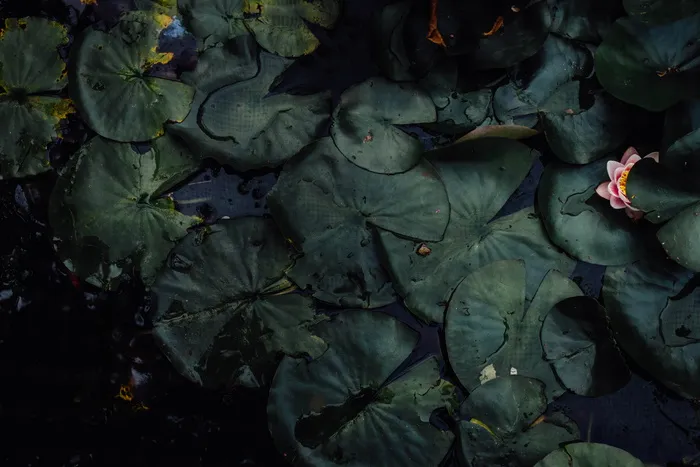 睡莲，粉色，莲花，包围，睡莲垫，睡莲垫，睡莲，睡莲