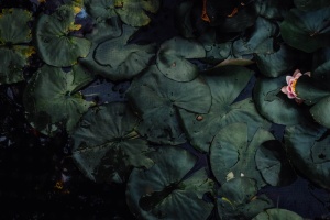 睡莲，粉色，莲花，包围，睡莲垫，睡莲垫，睡莲，睡莲