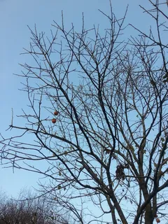 柿子,死树,秋天,木头,光秃秃的树,天空,树枝,树 柿子,死树,秋天,木头,光秃秃的树,天空,树枝,树