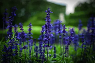花，开花植物，植物，紫色，薰衣草，新鲜，自然之美，生长