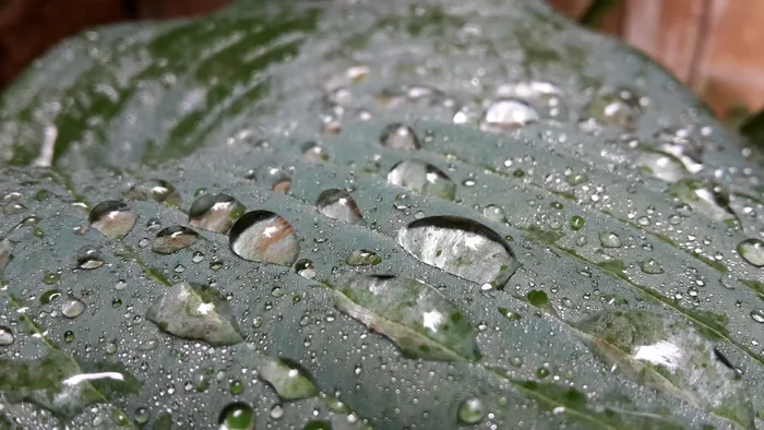 玉簪，植物，水分，雨，水，车前草，滴，湿