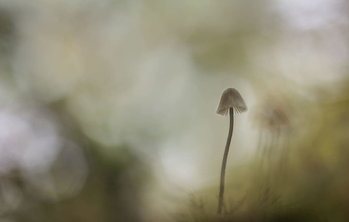蘑菇画