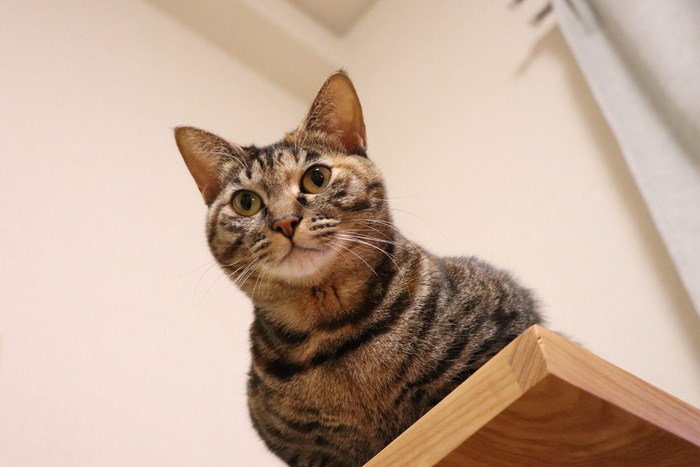 猫，宠物，动物，可爱，动物，kijitora，棕色，俯瞰