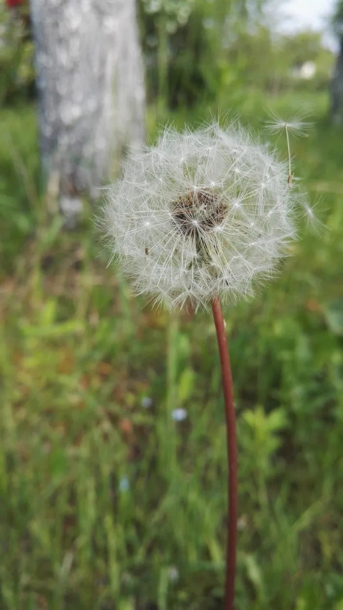 蒲公英, 春天, 夏天, 自然, 植物, 花, 花园, 草甸