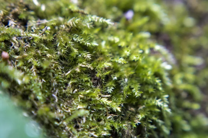 森林，绿色，森林，苔藓，宏观，自然，自然，冬季