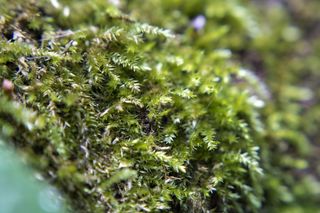 森林，绿色，森林，苔藓，宏观，自然，自然，冬季