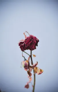 干红花 干红花