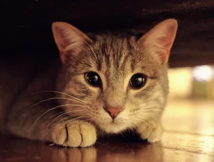 棕色斑猫,灰色猫,家畜,猫眼,斑猫,幼猫,看,眼睛 棕色斑猫,灰色猫,家畜,猫眼,斑猫,幼猫,看,眼睛
