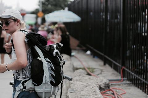 美国，威廉姆斯堡，自行车，布鲁克林，狗，城市，背包，嘻哈