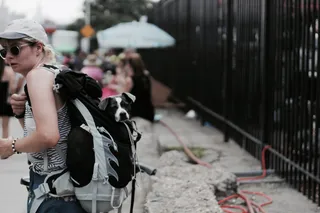 美国，威廉姆斯堡，自行车，布鲁克林，狗，城市，背包，嘻哈